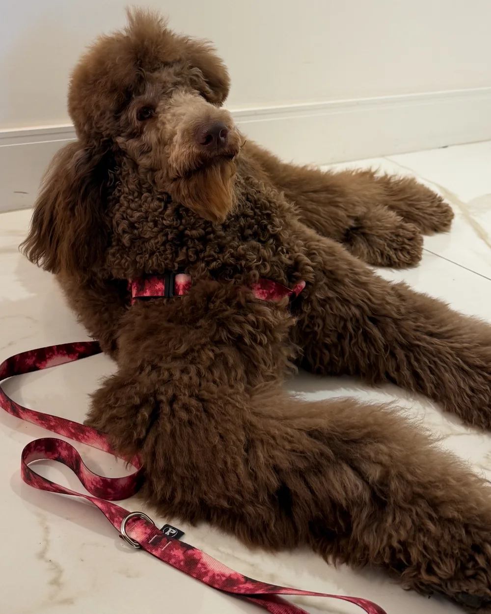 Poodle marrom deitado com guia estampada